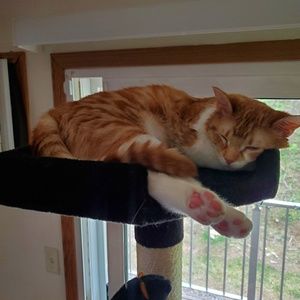 Meet your Posher, Morgan